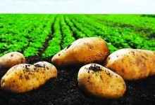 土豆平衡施肥是什么意思？