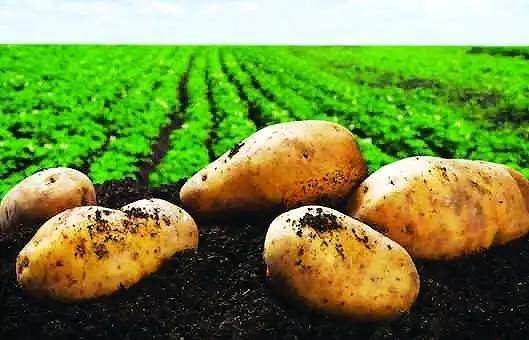 土豆平衡施肥是什么意思？