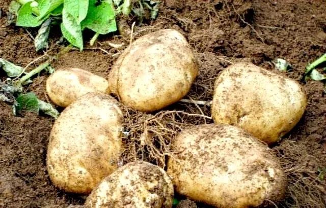 马铃薯施肥技术技巧分享
