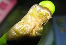 辣椒常见病虫害有哪些？
