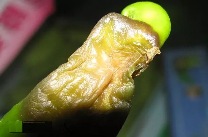 辣椒常见病虫害有哪些？