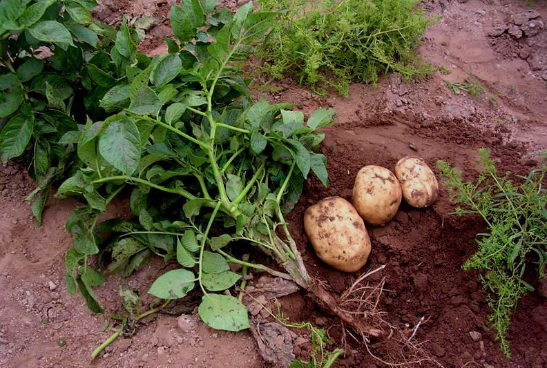 土豆如何预防块茎感病？用什么药