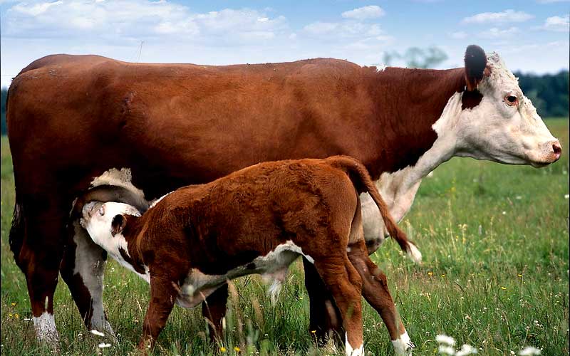 新生牛犊饲养管理技术讲解