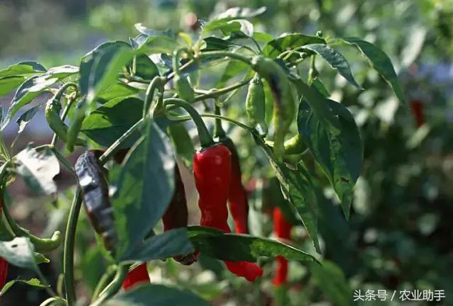 辣椒高产种植技术大全