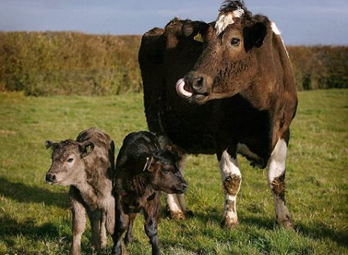 母牛流产的五个原因你知道吗？