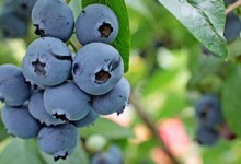 南方适合种哪种蓝莓？南方种植蓝莓有什么优势和劣势？品种怎么选？