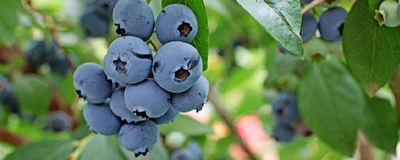 南方适合种哪种蓝莓