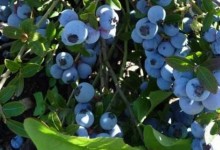 蓝莓种植前景！蓝莓种植发展怎么样？有前途吗？分析市场前景和风险