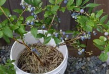 阳台怎样种蓝莓？怎么选花盆？施肥、土壤有什么要求？附注意事项！