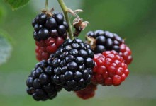 黑莓怎么种？土壤有什么要求？怎么排水？怎么施肥修剪？