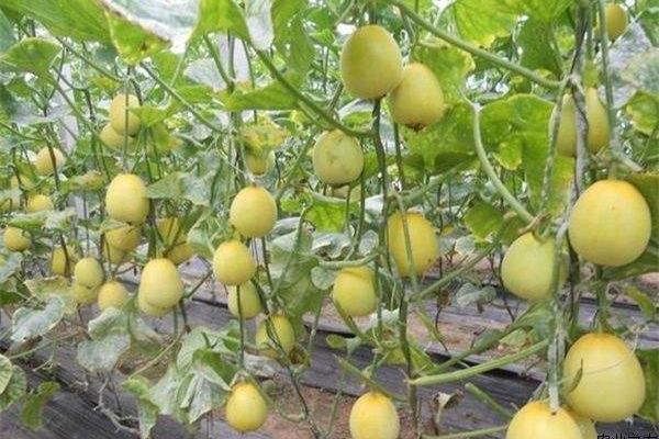 甜瓜种子种植方法