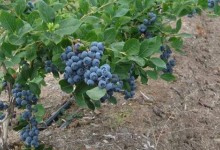 蓝莓种植方法及时间！土壤怎么管理？怎么施肥怎么浇水？