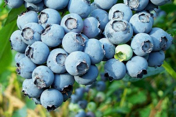 南方适合种哪种蓝莓