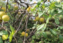 梨树怎么种？种植密度株间距多少？怎么改土施肥？种植梨树的方法！
