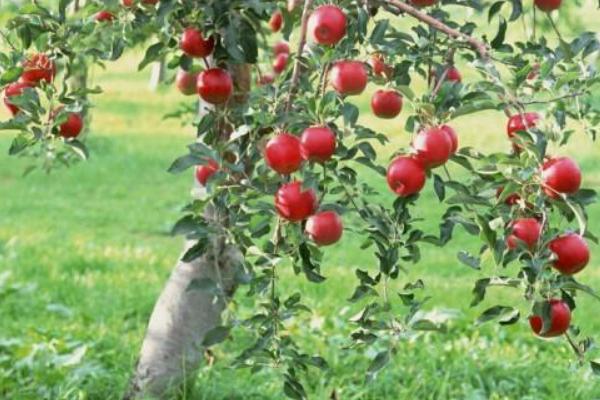 苹果种植条件