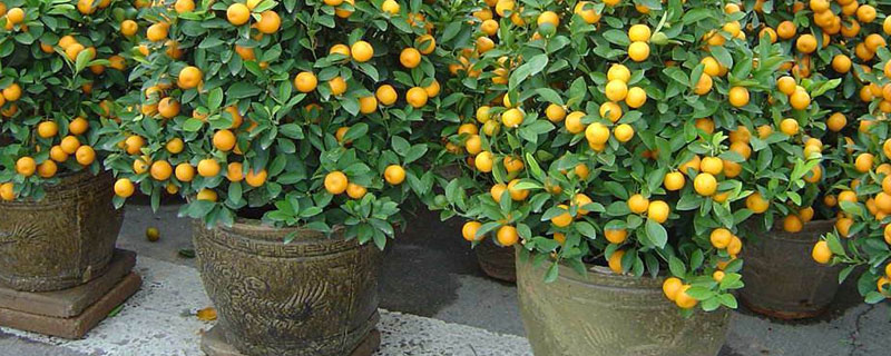 金钱橘树盆栽怎么养 金钱橘什么时候开花