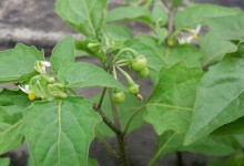 白花菜高产栽培技术！白花菜常见病害防治方法！几月种植怎么施肥？