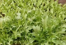 京水菜种子怎么种？几月种植适宜？怎么施肥？京水菜高产栽培技术！