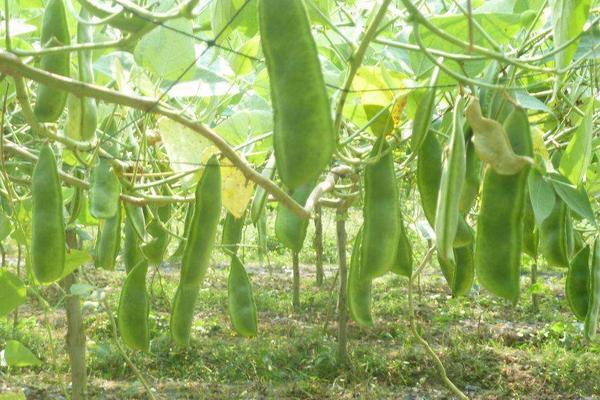 状元豆又叫什么 状元豆的种植技术与管理方法