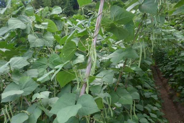 四季豆怎么种（种植技术与管理方法） 四季豆常见的病害及防治