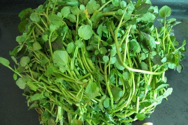 豆瓣菜是什么种出来的 豆瓣菜能在旱地种植吗