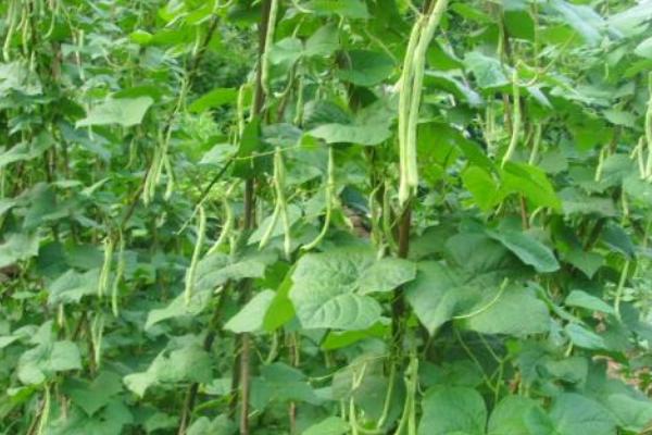 四季豆怎么种（种植技术与管理方法） 四季豆常见的病害及防治