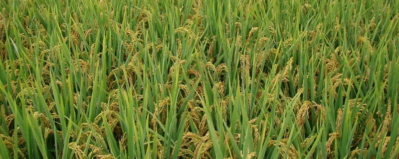 懒人稻什么时间种植 懒人稻一年收几次
