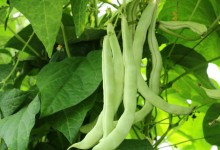 四季豆怎么种？四季豆种植技术与管理方法！四季豆常见的病害及防治
