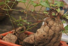 何首乌盆景怎么养护？盆栽种植方法！种子多少钱一斤？