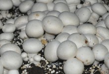 双孢菇高产栽培技术！双孢菇黄斑病防治措施！室内双孢菇种植技术