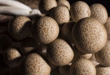 杨树菇高产栽培技术！杨树菇袋式栽培方法！附栽培注意事项