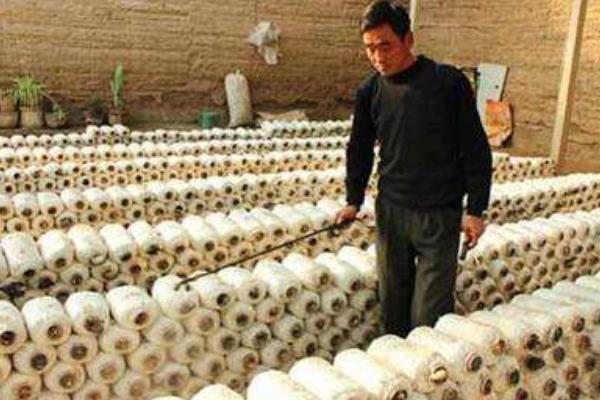 杨树菇高产栽培技术 杨树菇袋式栽培方法