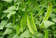 四棱豆是一年生植物吗？四棱豆生长周期是多久？四棱豆的营养价值！
