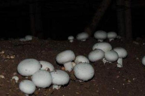 口蘑能种植吗 口蘑羊粪种植技术