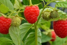 双季红树莓怎么种？怎样正确施肥？双季红树莓种植技术与管理方法！