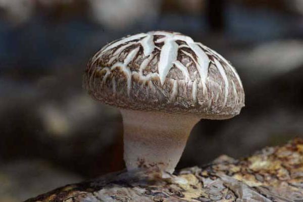 怎么种花菇 花菇高产栽培技术