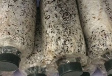 大球盖菇菌种配方！大球盖菇菌种制作周期是多久？市场前景如何？
