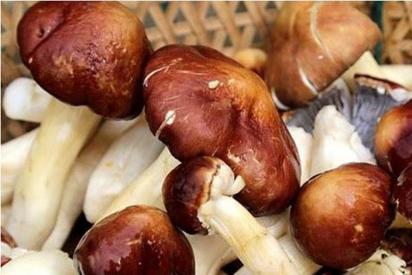 大球盖菇高产栽培技术 大球盖菇每平方米有多少产量