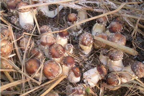 大球盖菇高产栽培技术 大球盖菇每平方米有多少产量