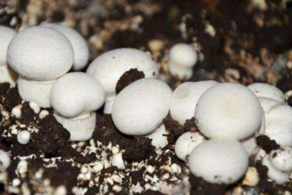 双孢菇高产栽培技术 室内双孢菇种植技术