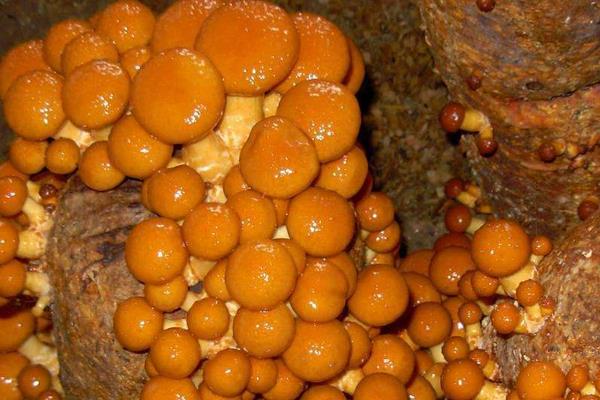 滑子菇高产栽培技术 滑子菇施哪种肥