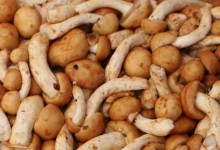 滑子菇高产栽培技术！滑子菇施哪种肥？出菇期管理方法及注意事项！