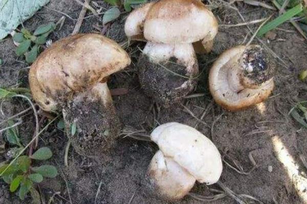 杨树菇高产栽培技术 杨树菇袋式栽培方法