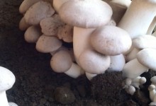 口蘑能种植吗？口蘑羊粪种植技术！口蘑的营养价值？