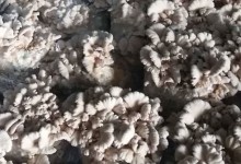 白参菌什么时候种？白参菌生长畸形的原因！白参菌多少钱一斤？