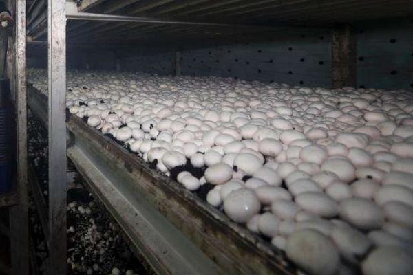 口蘑能种植吗 口蘑羊粪种植技术