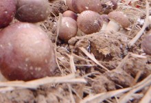 大球盖菇高产栽培技术！大球盖菇每平方米有多少产量？有哪些好处？
