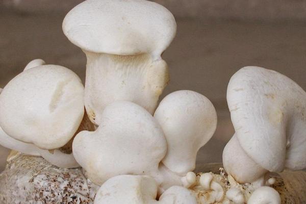 白灵菇高产栽培技术 白灵菇种植技术