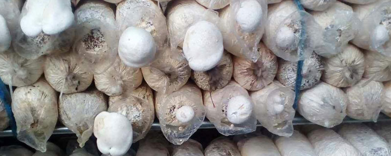 白灵菇高产栽培技术 白灵菇种植技术