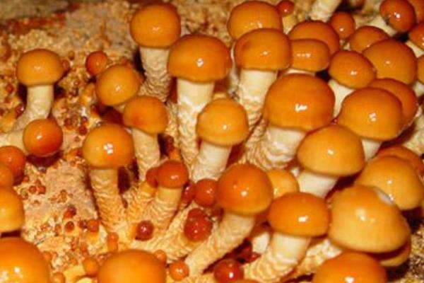 滑子菇高产栽培技术 滑子菇施哪种肥